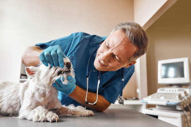 Best Broken or Chipped Tooth Repair in Jackson, LA